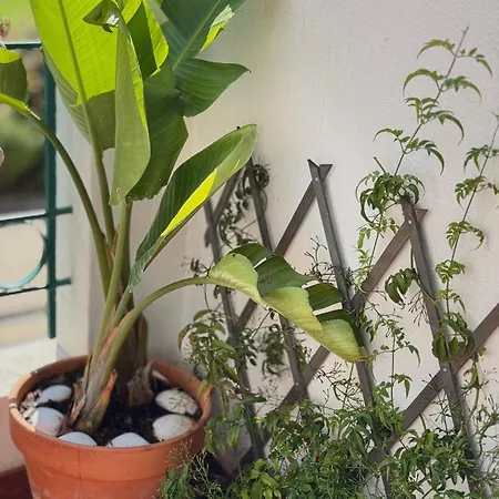 Jardim De * 卡斯凯什