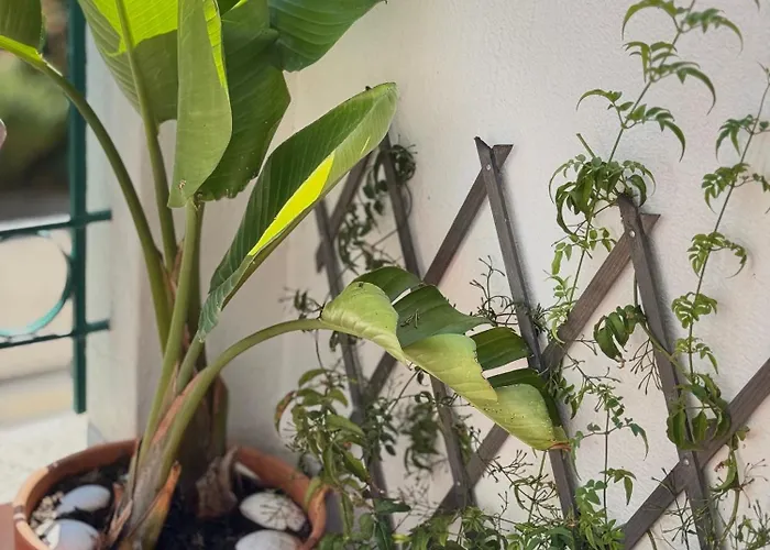Jardim De * Кашкайш